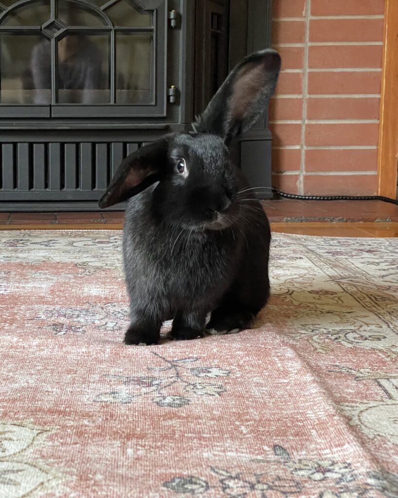 Hester the lop eared rabbit