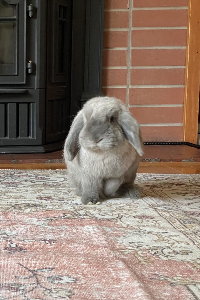 Umi the lop eared rabbit