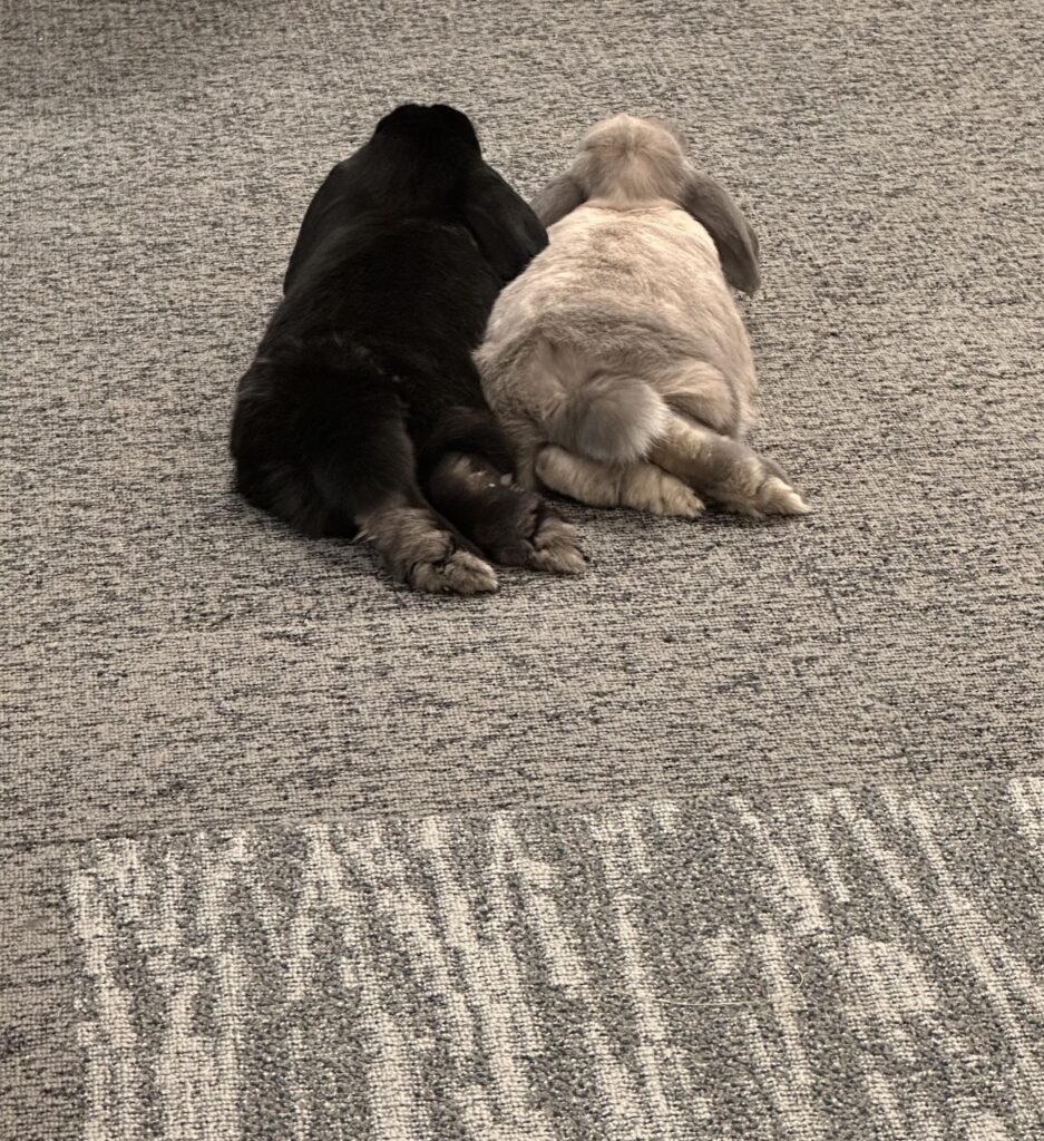 Hester & Umi sitting together, from the back.