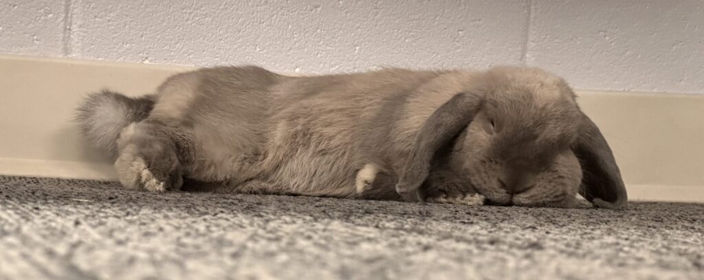 sleeping lop-eared rabbit